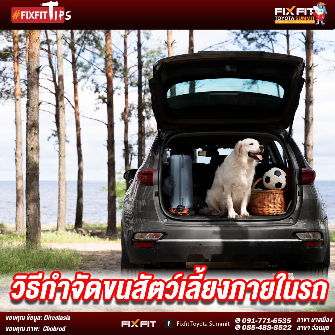 วิธีกำจัดขนสัตว์เลี้ยงภายในรถ