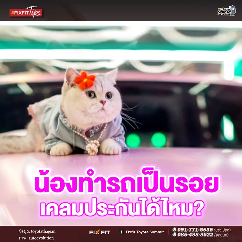แมวทำรถเป็นรอยขีดข่วน เคลมประกันได้มั้ย